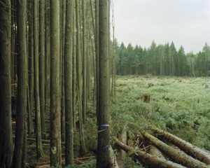 Johnson, Eirik, Freshly Felled Trees, Nemah, Washington
