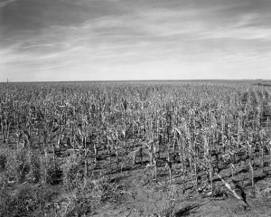 A black-and-white photograph of a cornfield. Dirt and corn stalks make up the bottom two-thirds of the picture while a sky with wispy clouds sky makes up the rest.